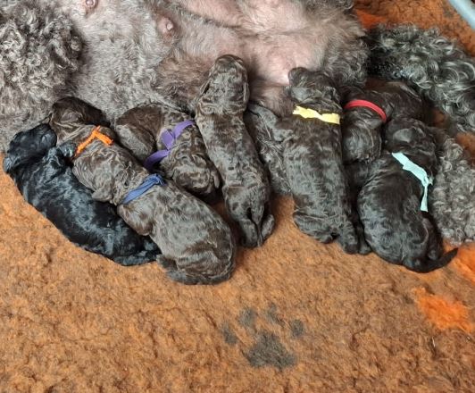pups1