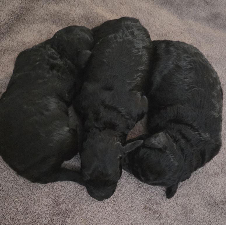 puppys