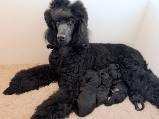 nest1